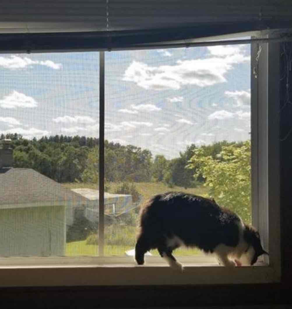 Window Mesh For Cats - Dark Grey Frame - 500mm x 500mm | 19in x 19in, image 6