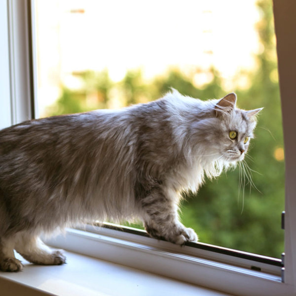 Window Mesh For Cats - Dark Grey Frame - 500mm x 500mm | 19in x 19in, image 7